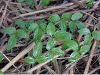 panaxgin_1y_gr.jpg (186K)