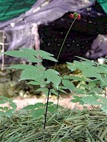 panaxgin_3ybeere_gr.jpg (107K)