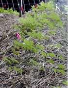 panaxgin_3ybeet_gr.jpg (223K)