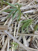 panaxgin_spries_gr.jpg (167K)