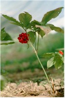 quinquef1_4y_gr.jpg (85K)