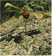 quinquef2_4y_gr.gif (157K)