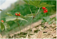 quinquef3_4y_gr.jpg (118K)