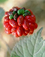 quinquef_beeren_gr.jpg (96K)