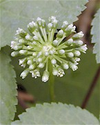 quinquef_blueten_gr.jpg (93K)