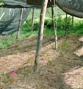 quinquef_feld1_gr.jpg (176K)