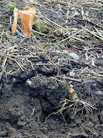 quinquef_herbst_gr.jpg (171K)