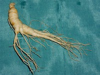 quinquef_wurzel_gr.jpg (136K)