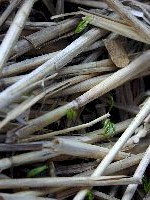 spriessen_1y_gr.jpg (62K)