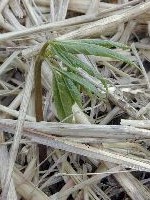 spriessen_4y_gr.jpg (66K)