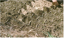 umpflanz1_gr.gif (154K)